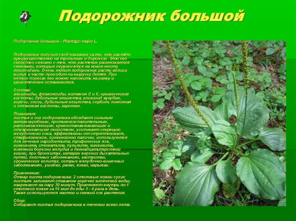 Трава подорожник: лечебные свойства и применение в домашних условиях
