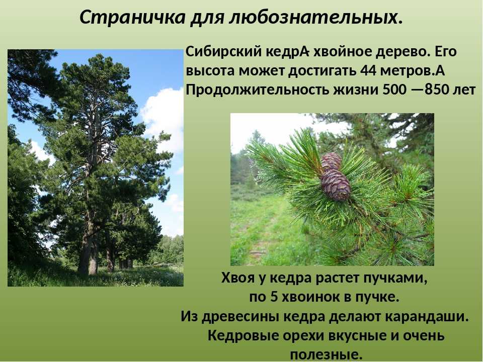 Выращивание кедра из семян в домашних условиях: пошаговая инструкция