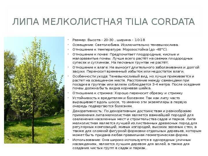 Липа (дерево): описание, виды, посадка и уход, фото
