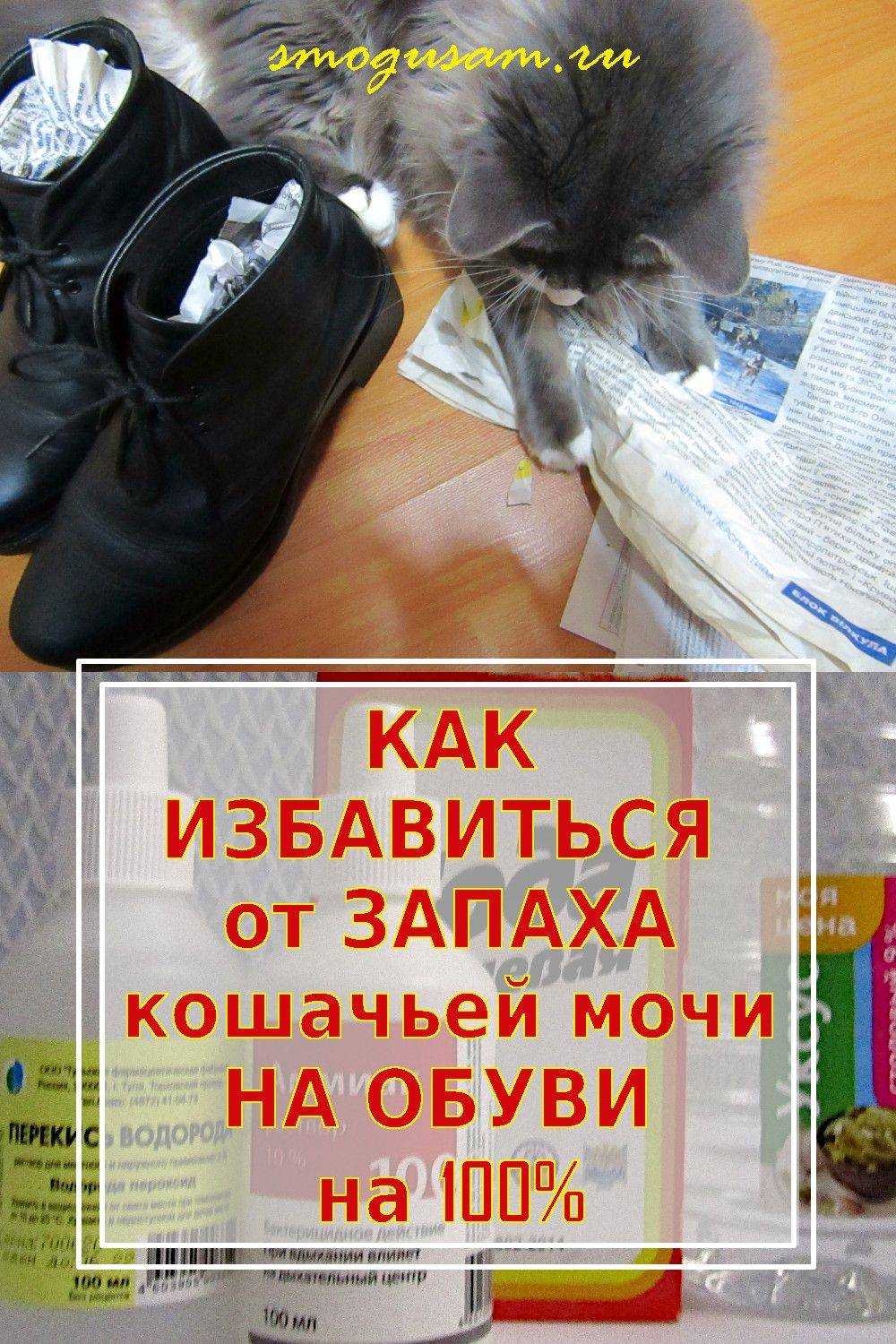 Как вывести запах кошачьей мочи из обуви Какие народные и специализированные средства использовать Чего делать категорически нельзя Рекомендации по очищению от пятен мочи