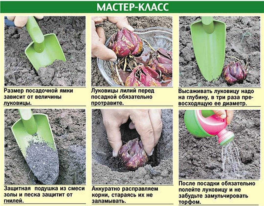 Цветок лилия: сорта, гибриды, описание, классификация