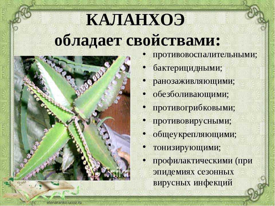 Как пересадить каланхоэ? условия ухода за растением selo.guru — интернет портал о сельском хозяйстве