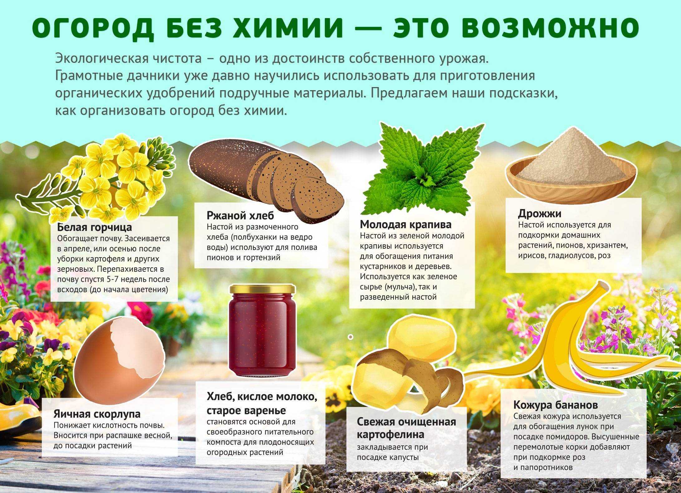 Йод для огурцов с молоком: подкормка и обработка