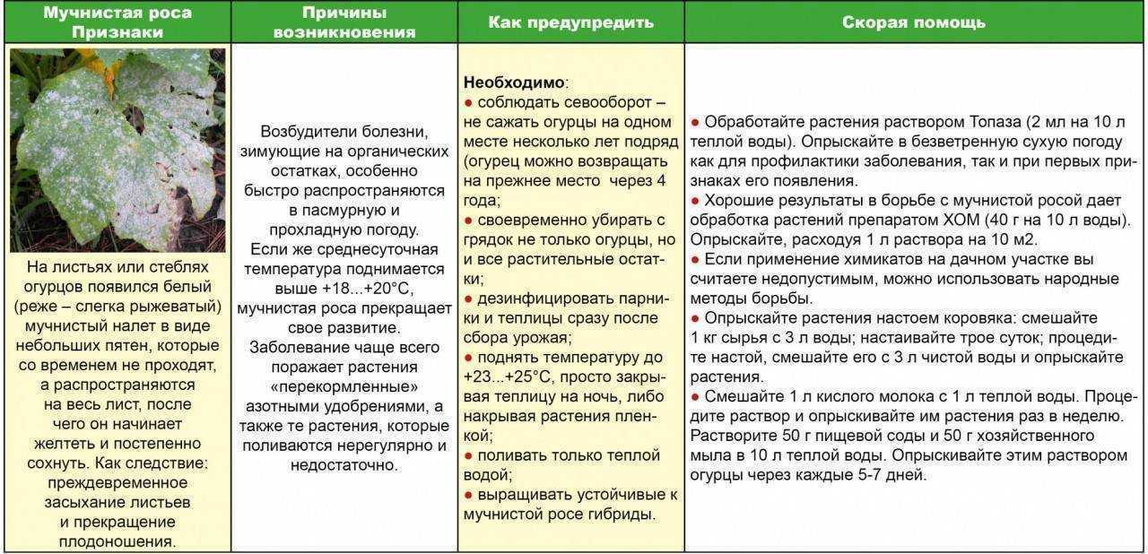 Мучнистая роса на крыжовнике: чем обработать, меры борьбы