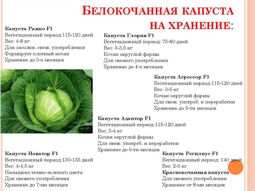 Как хранить капусту в квартире: лучшие места, способы хранения