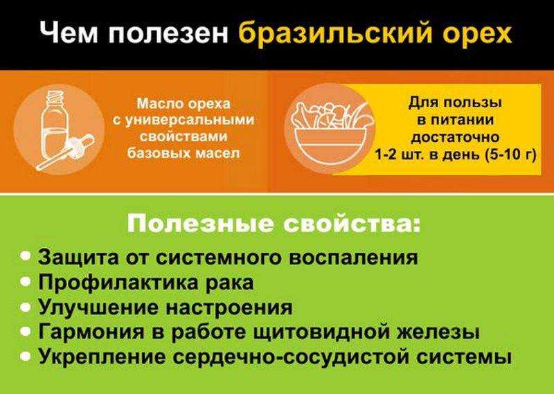 Бразильский орех: польза и вред, фото, отзывы | zaslonovgrad.ru