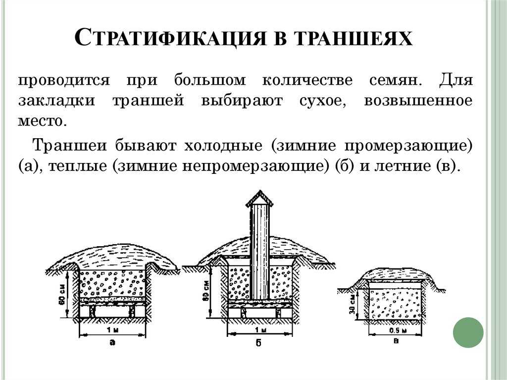 Предпосевная стратификация семян