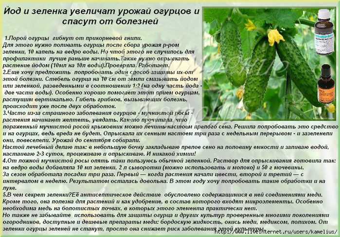 Подкормка огурцов в открытом грунте народными средствами: чем удобрять, чем полить