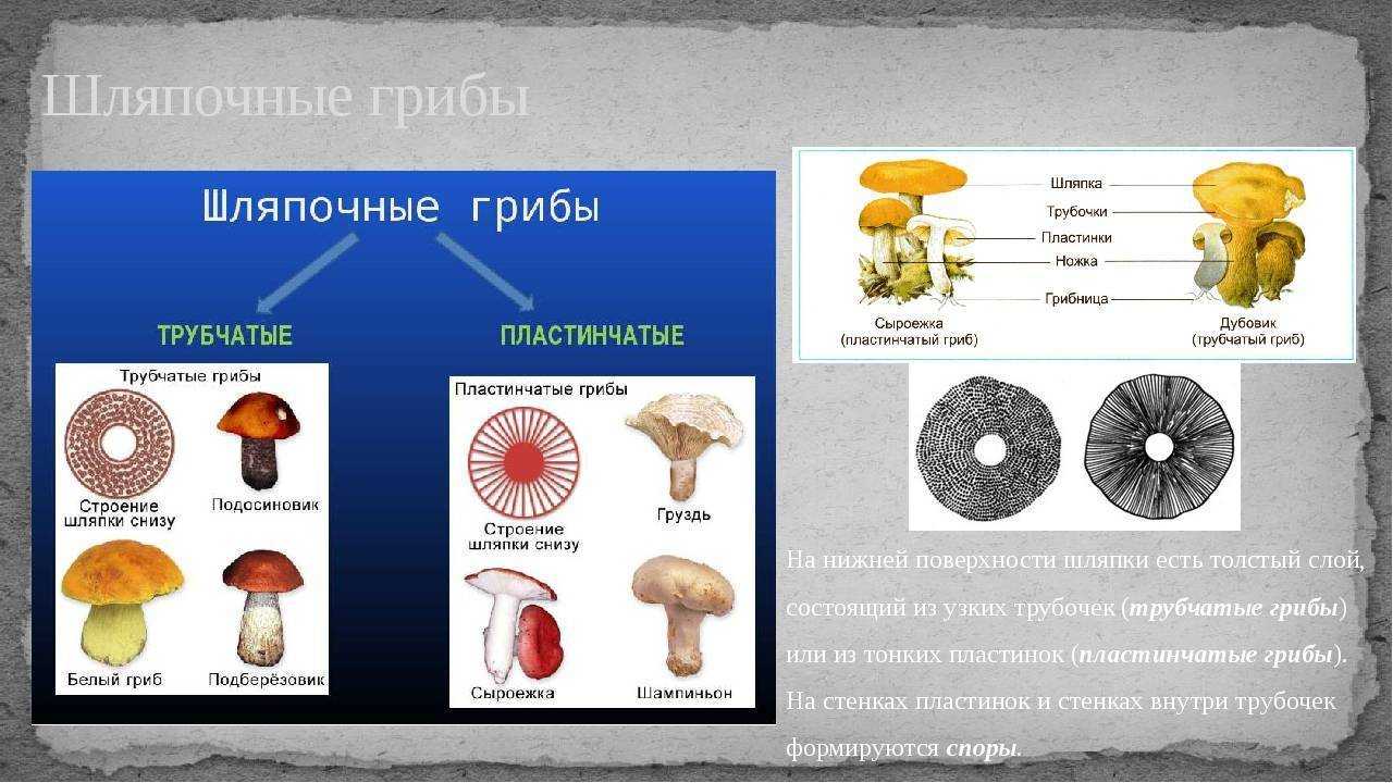 Ядовитые грибы