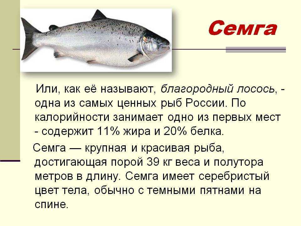Какая рыба полезнее семга или форель