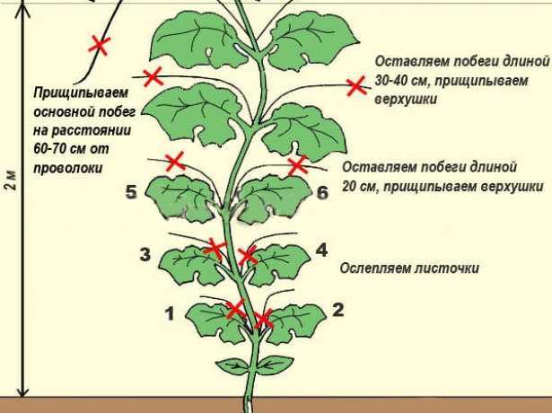 Как обрезать огурцы в теплице: советы спецалистов