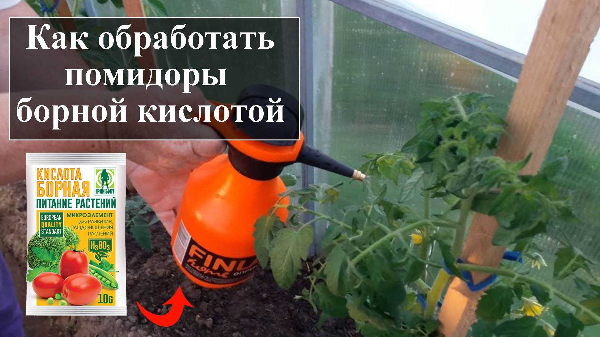 Пропорции борной кислоты для огурцов при опрыскивании для завязи и роста