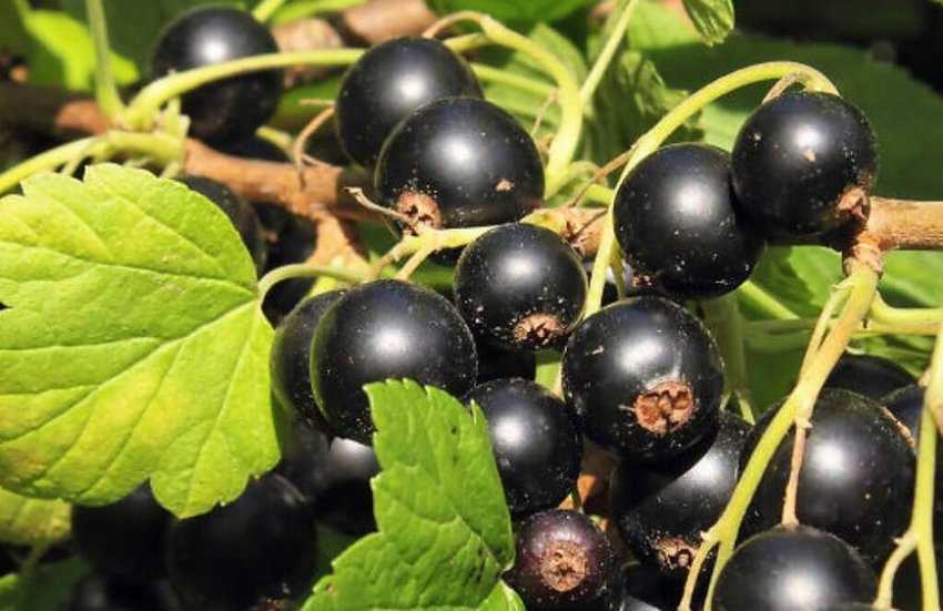 Сорта черной смородины: крупноплодные, сладкие, для средней полосы