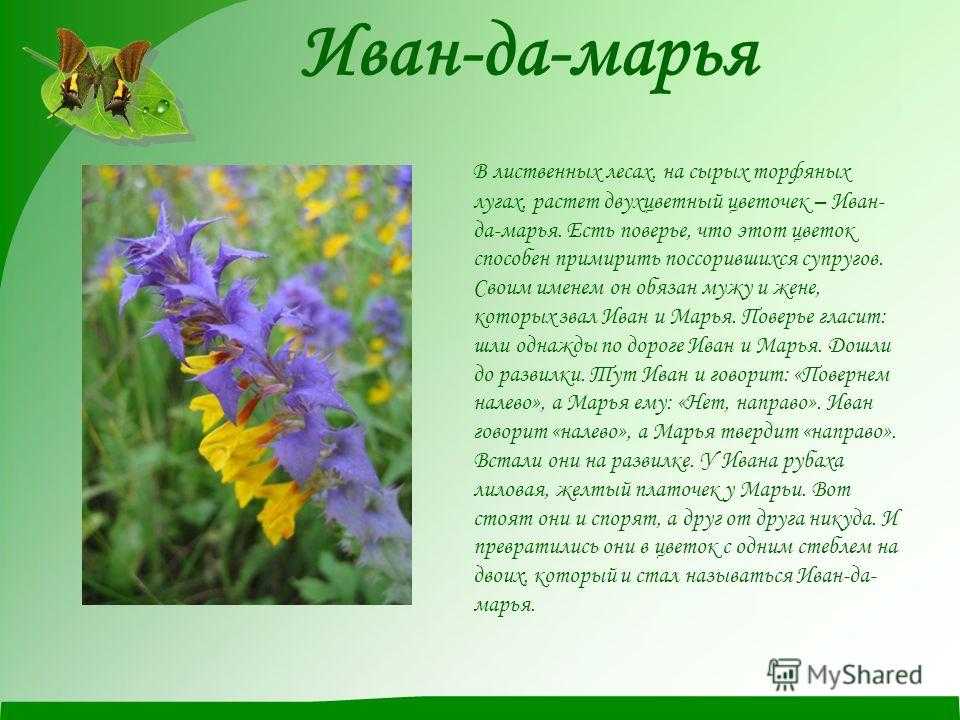 Картофель иван да марья - описание сорта с фото, характеристики, правила выращивания и ухода