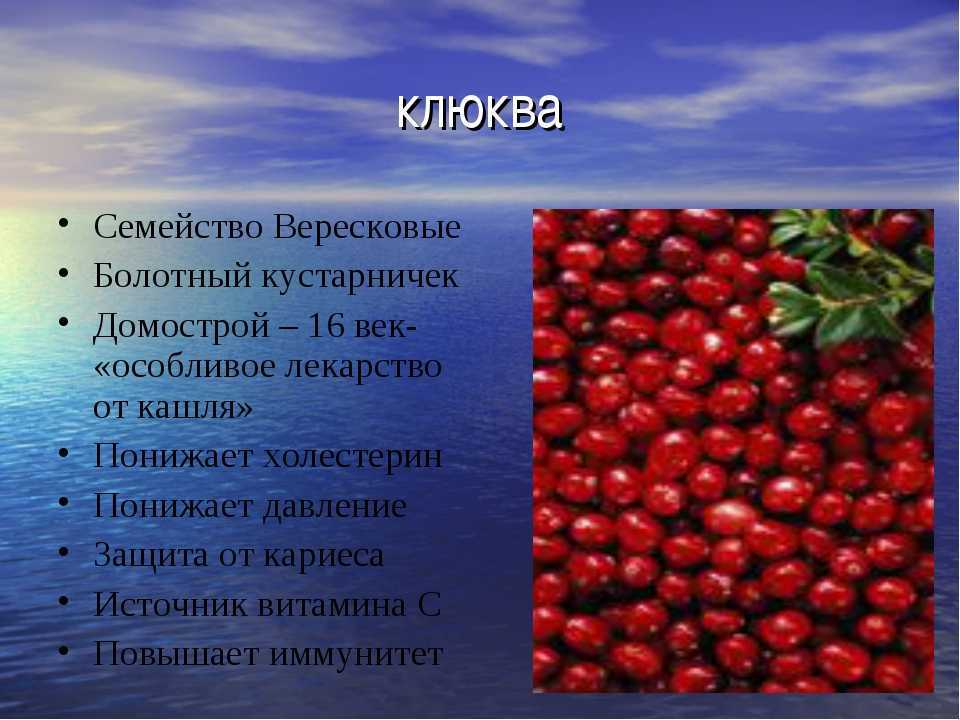 Клюква: польза и вред для здоровья организма, рецепты и отзывы