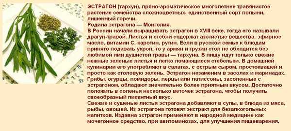 Тархун — применение в кулинарии приправы, с какими специями сочетается