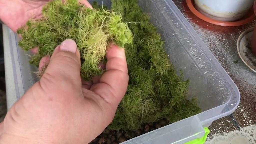 Сфагнум