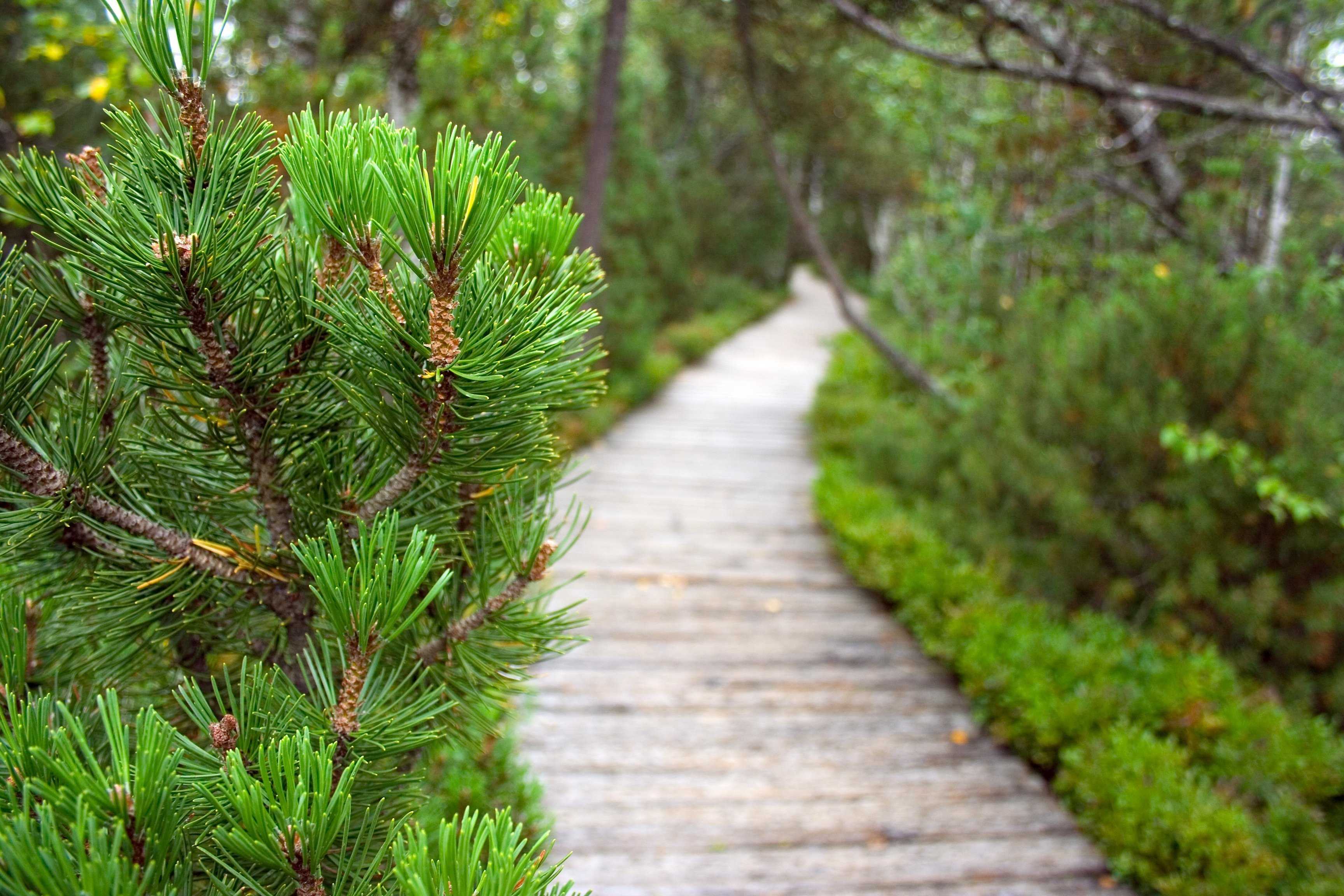 Сосна – описание, виды, сорта, фото, свойства, новый год