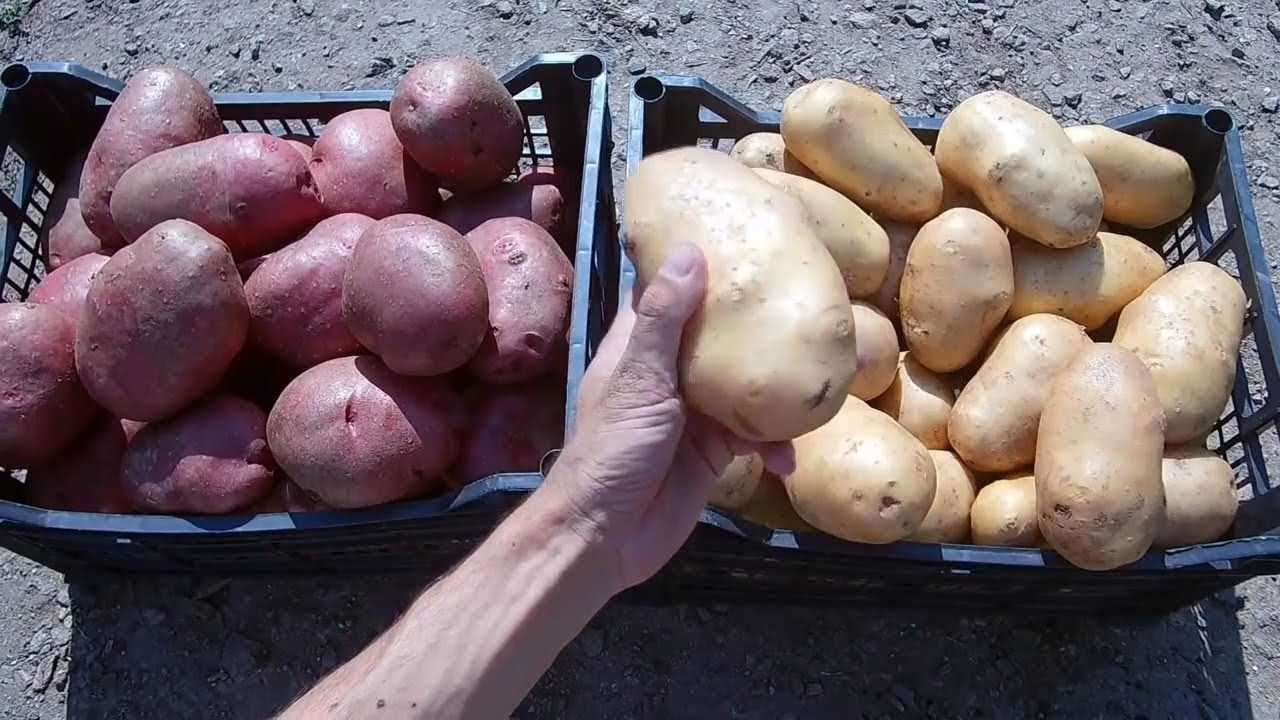 Картофель: два урожая за один короткий сезон в сибири