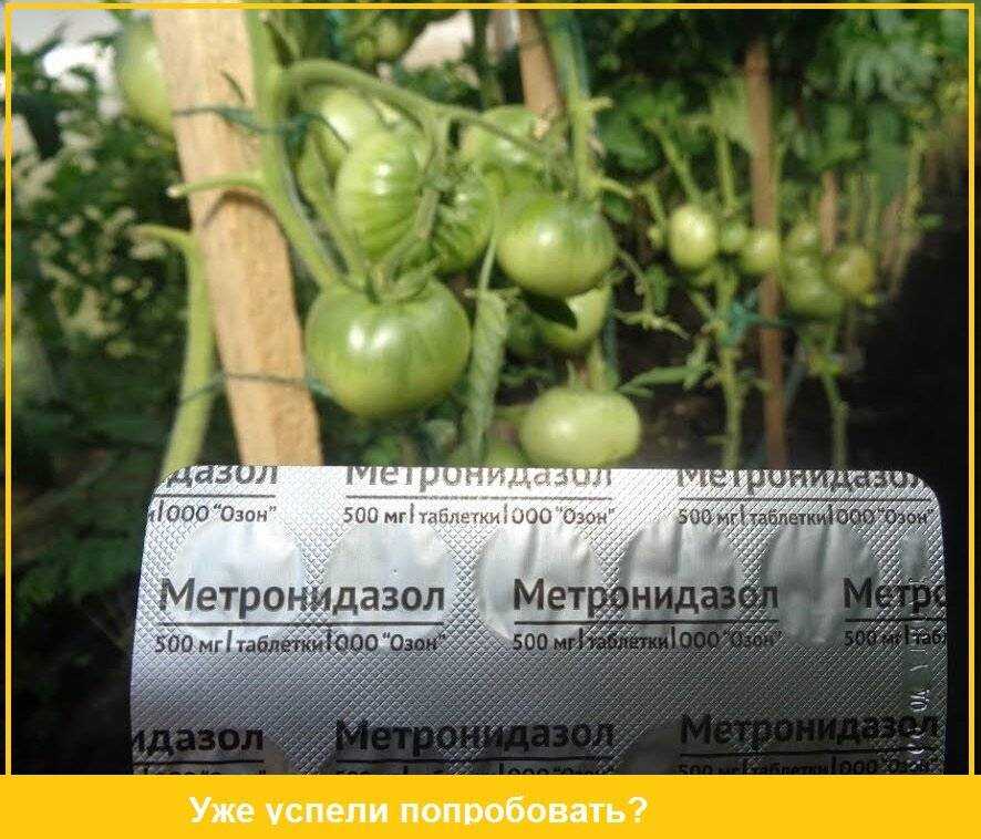 Опрыскивание огурцов трихополом и обработка метронидазолом: применение препаратов для лечения растений