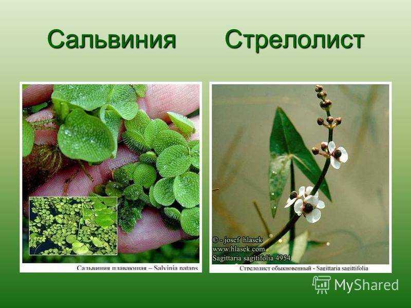 Стрелолист: распространение, виды, уход, размножение, болезни