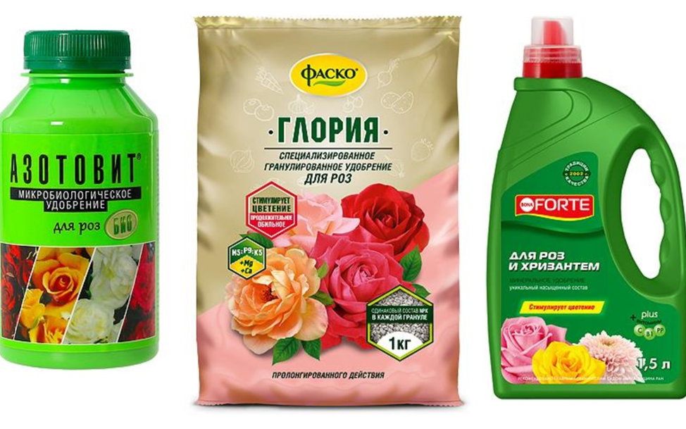 Чем подкармливать розы в разные времена года