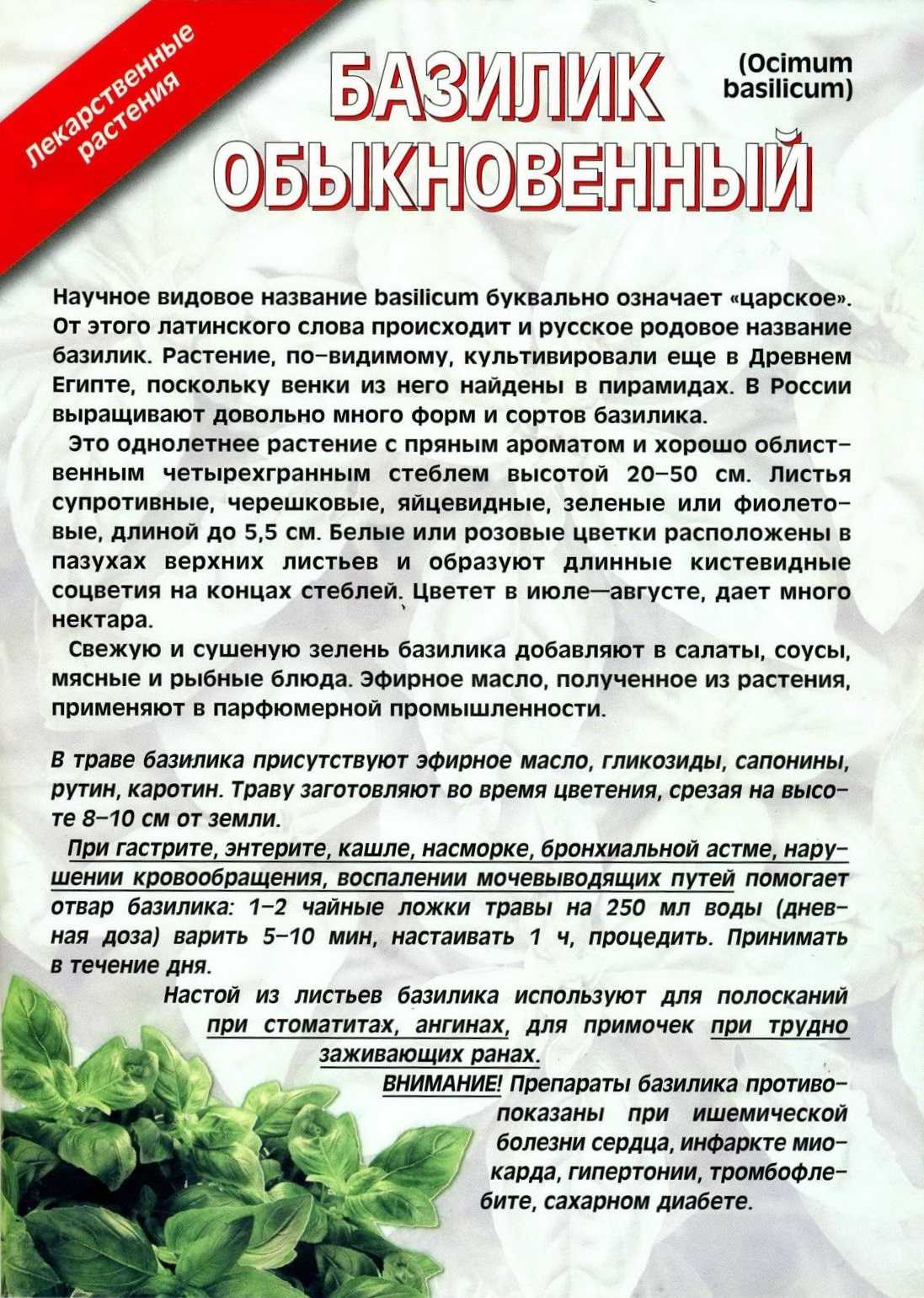 Как использовать базилик