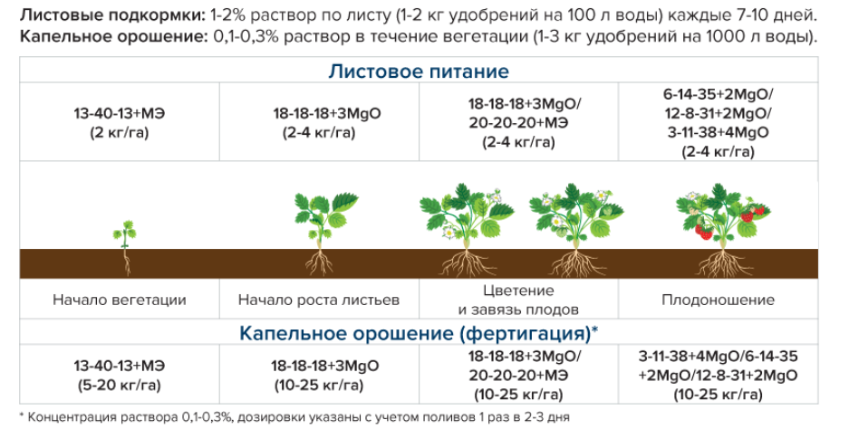 Дерево восточный платан или чинара: фото, описание, посадка и применение