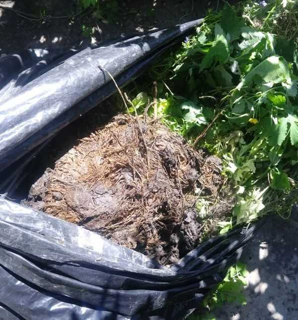 Сосед по даче научил делать быстро компост в мешках для мусора: осенью закладываем, а весной вносим на грядки