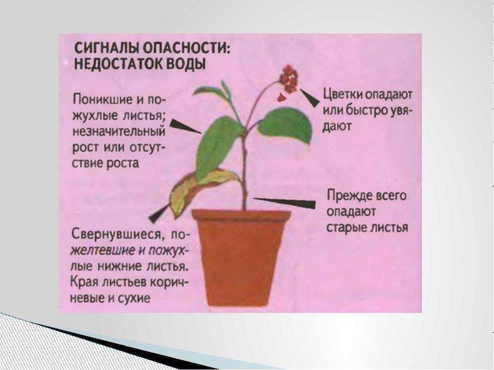 Филодендрон уход в домашних условиях