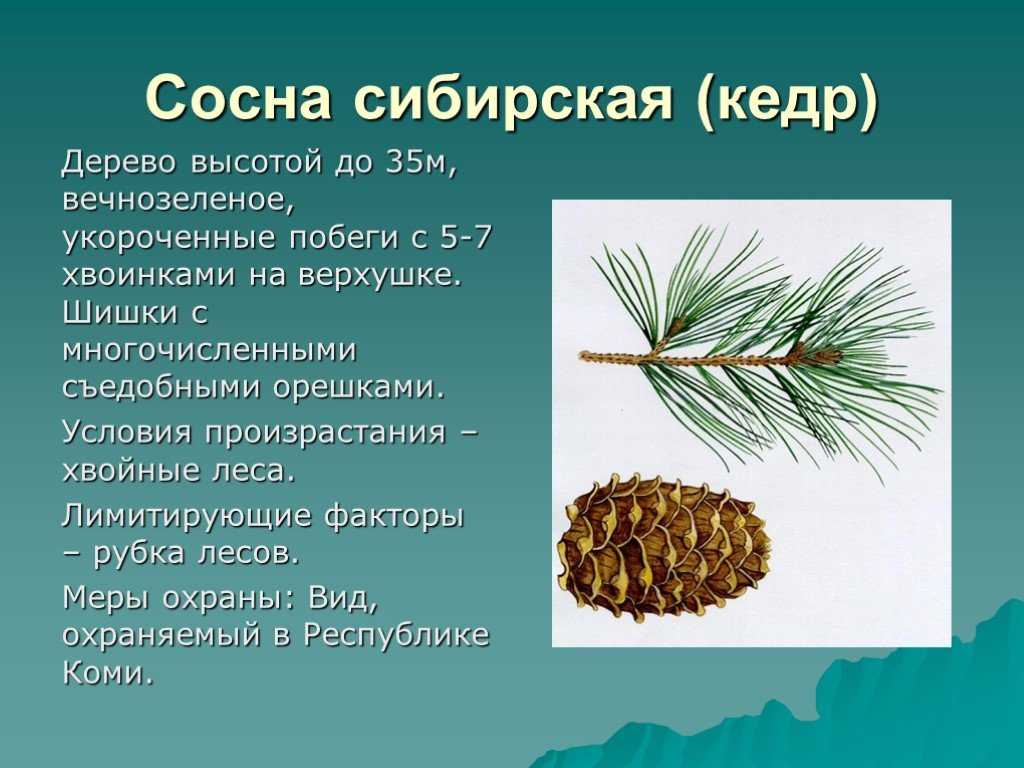 Как вырастить кедр у себя на участке: советы, рекомендации, правила посадки и уход