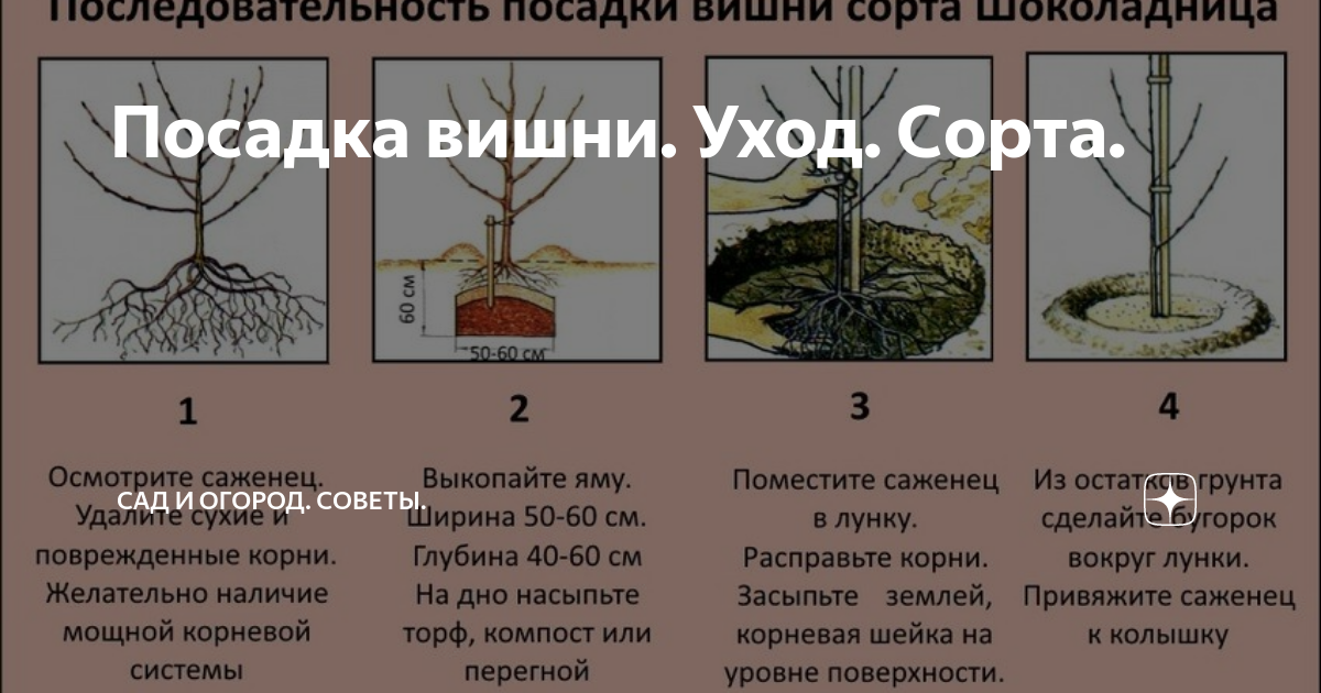 Сакура: особенности посадки и ухода за японской вишней в открытом грунте