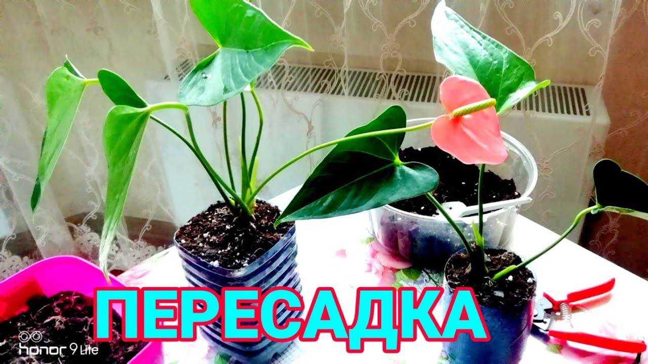 Антуриум – это тропическое растение, которое в народе имеет еще одно название, цветок мужское счастье Если обеспечить антуриуму хорошие условия и уход, он будет цвести в домашних условиях круглый год