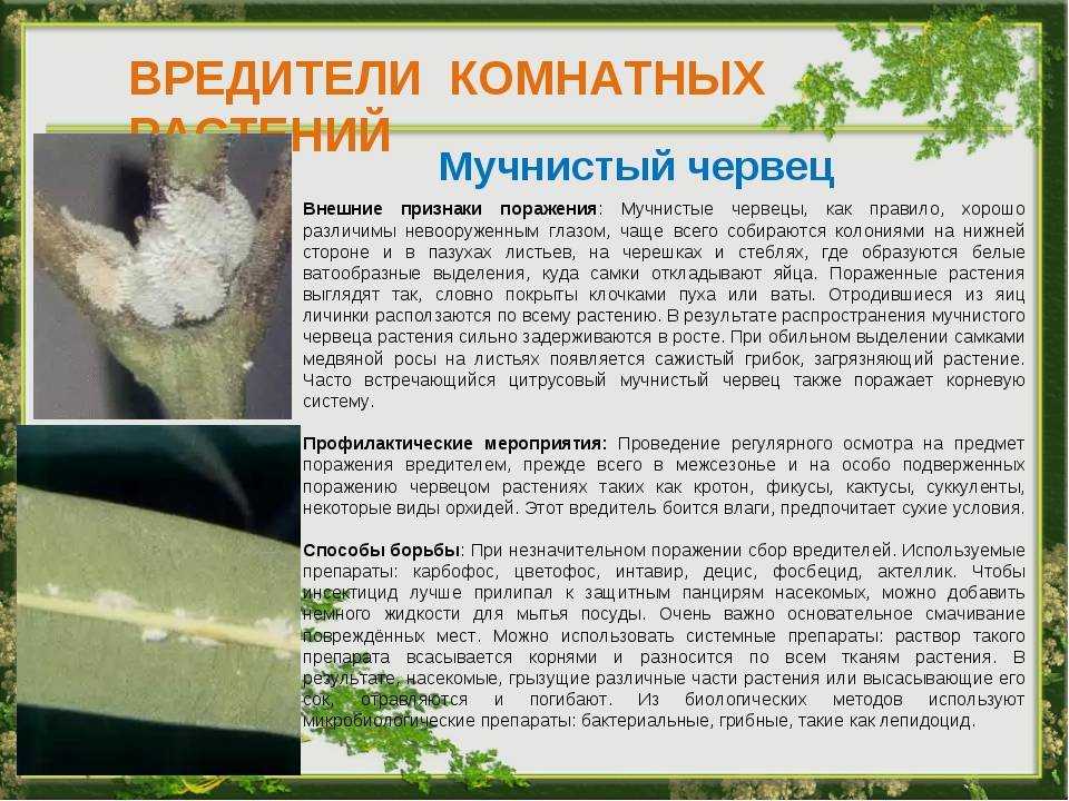 Опасные вредители клубники: описание с фотографиями