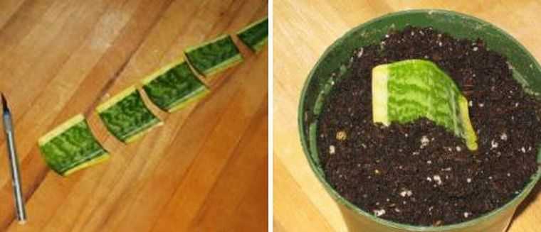 Щучий хвост или сансевиерия – самый неприхотливый цветок в доме