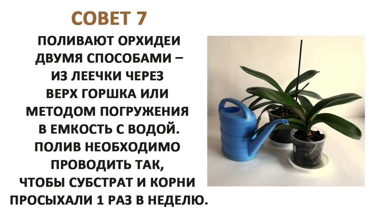 Как ухаживать за орхидеей после покупки: что делать сразу после магазина?