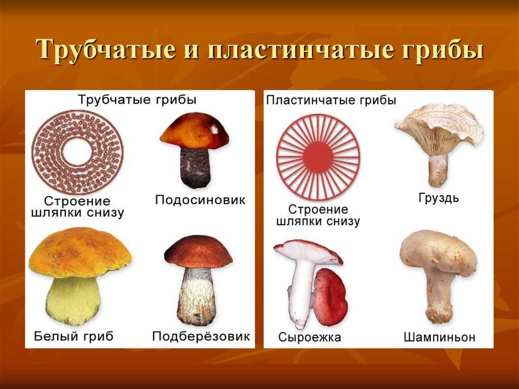 Трубчатые грибы – ядовитые и съедобные: как различить?