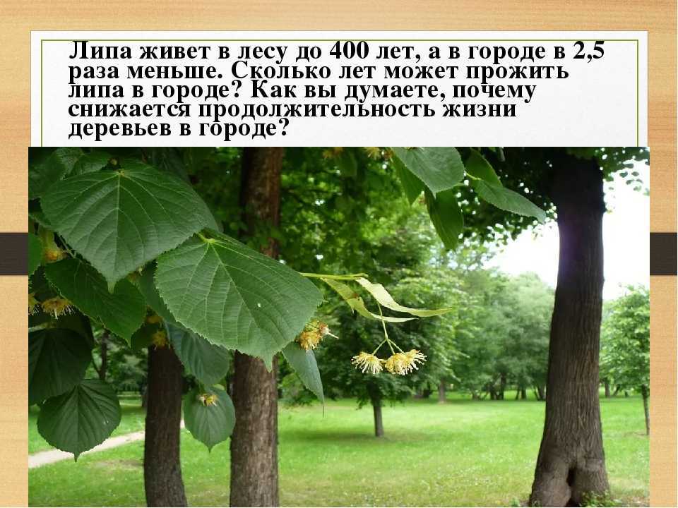 Сообщение о липе