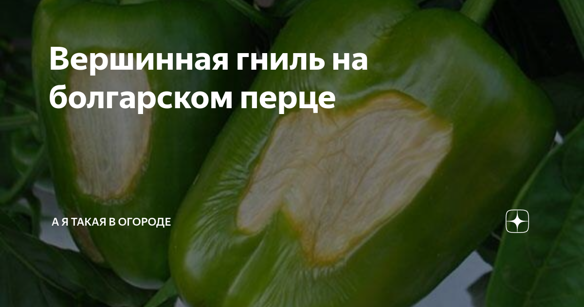 Как уберечь и спасти рассаду от заморозков в теплице и открытом грунте