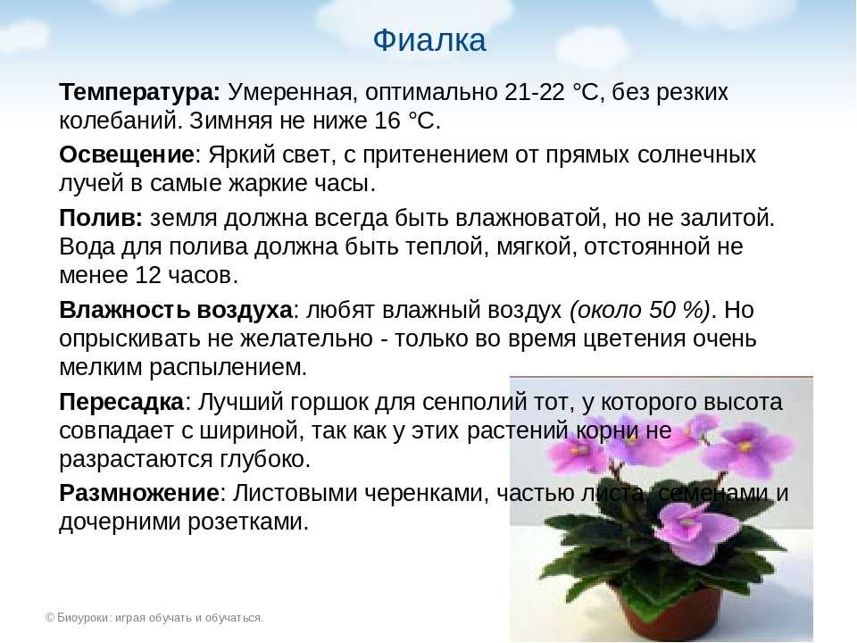 Уход за фиалками в домашних условиях: в чем отличие обычного комнатного растения от узамбарского, а также как правильно поливать фитильным методом? selo.guru — интернет портал о сельском хозяйстве