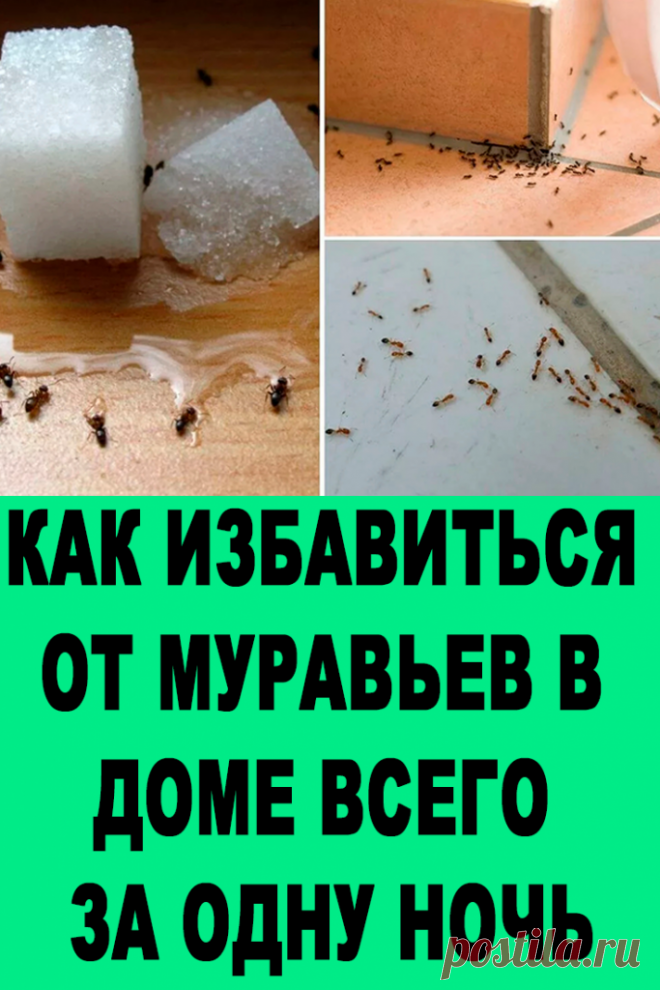 Как избавиться от муравьев: лучшие народные средства