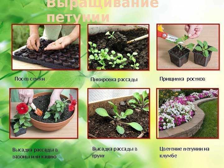 Катарантусы: выращивание из семян и их фото, когда и как сажать на рассаду пошагово с видео