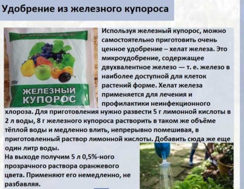 Медный купорос в саду и огороде: инструкция по применению