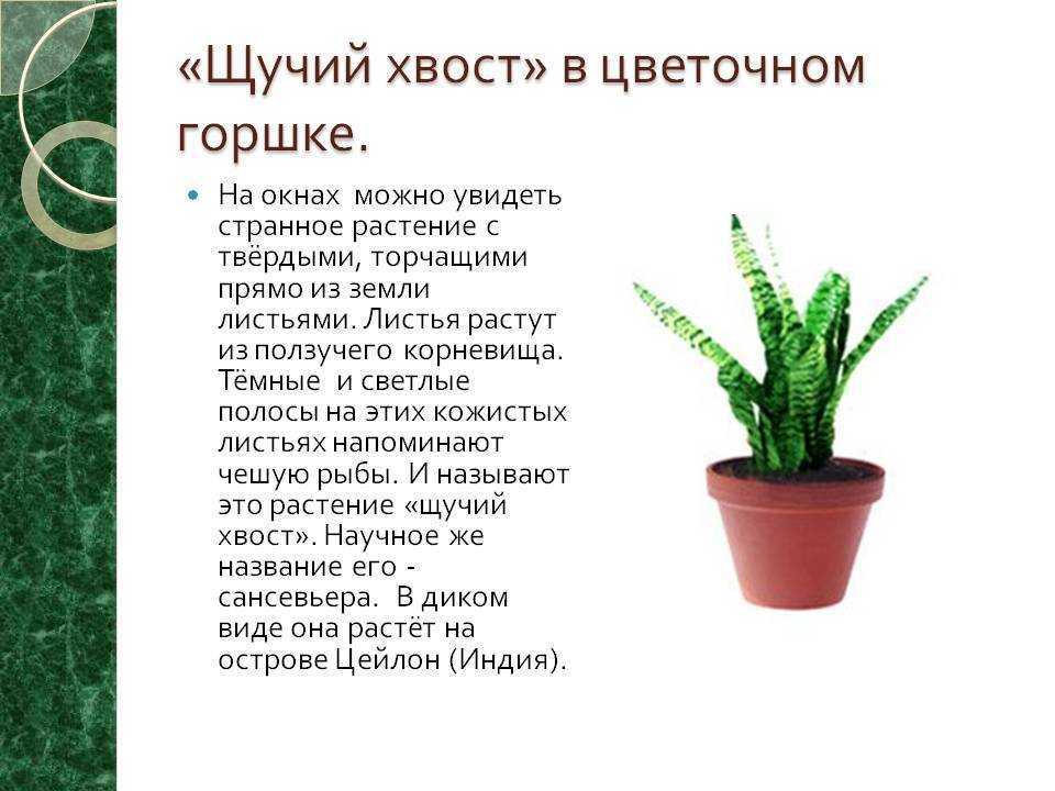 Суккуленты рода сансевиерия: описание и популярные виды цветка