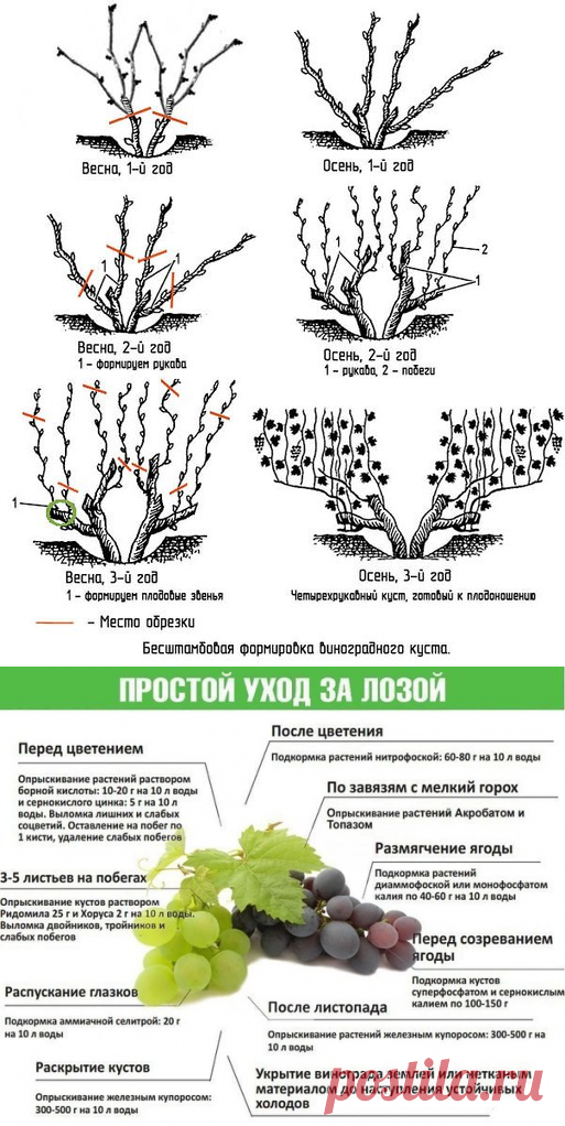 Сколько лет плодоносит виноград. жизненный цикл винограда | зелёный сад