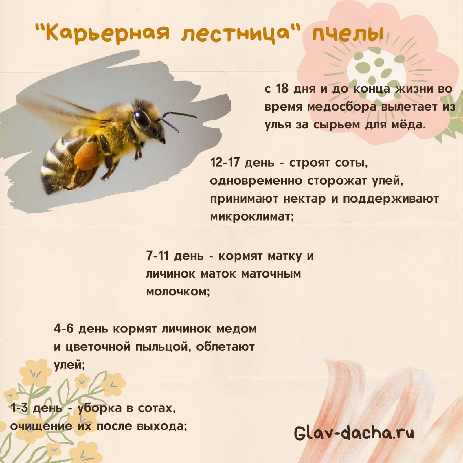 Вощина и соты