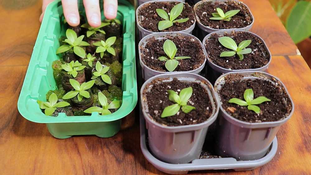 Как вырастить эустому из семян в домашних условиях,правила и секреты