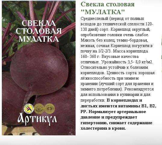 Свекла относится к культурам, которые не доставляют больших хлопот при хранении Но надо подойти к делу ответственно, чтобы она оставалась свежей, сочной, без повреждений до следующего урожая