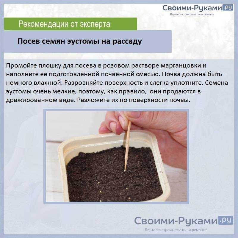 Эустома — выращивание королевы букетов. посадка и уход. фото — ботаничка