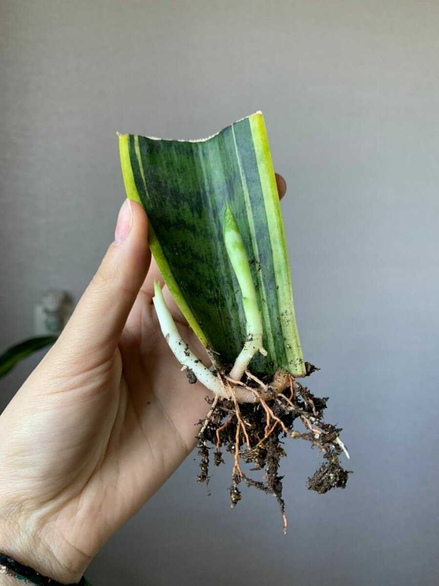 Тещин язык как пересаживать. несложный способ размножения однотонной сансевиерии — листом